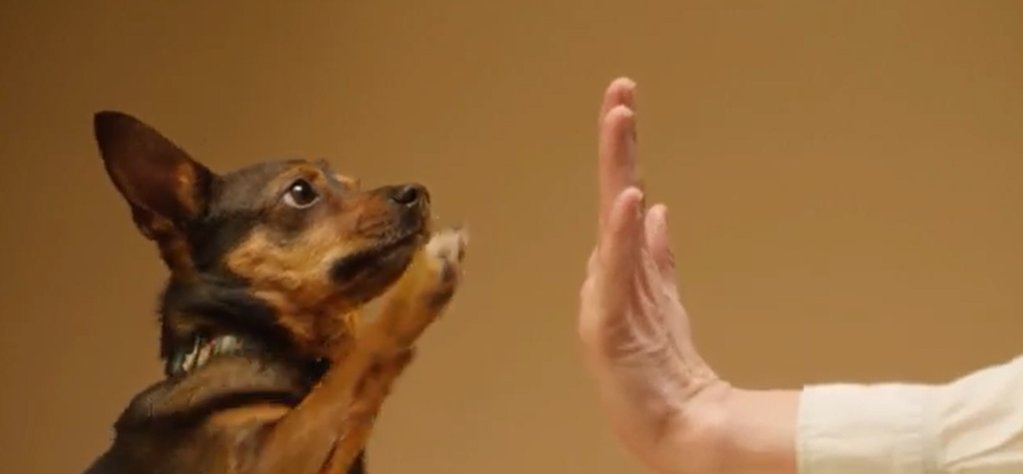 dog training